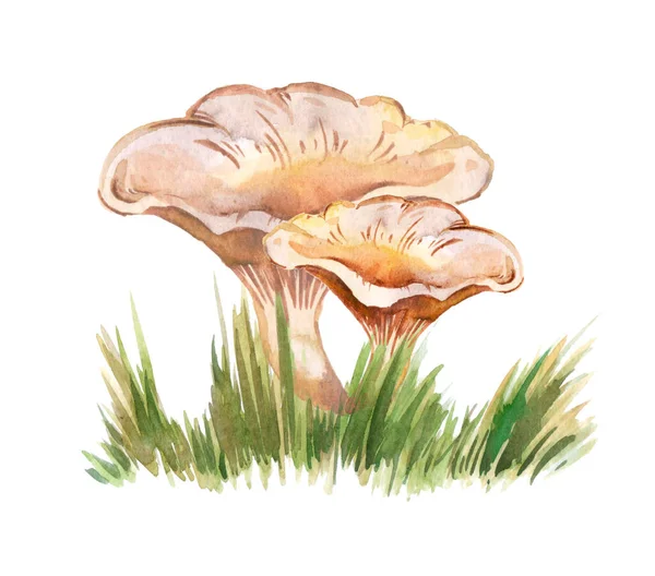 Original Clitocybe Nuda Watercolor Illustration Mushroom Green Grass — Stok Foto