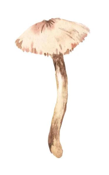 Hand Drawn Watercolor Illustration Macrolepiota Procera Watercolor Mushroom Forest Herbs — Foto Stock