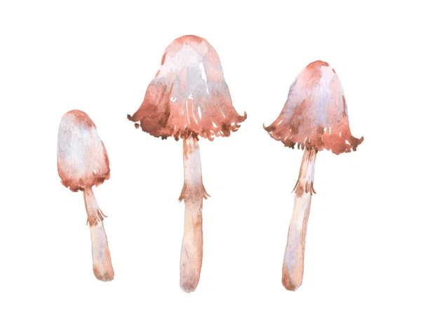 Cogumelos Aquarela Conjunto Isolado Fundo Branco Coleção Cogumelos Comestíveis Ilustração — Fotografia de Stock