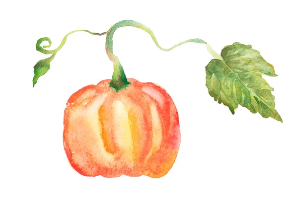 Pumpkin Watercolour Isolated White Background Watercolor Postcard Illustration — Fotografia de Stock