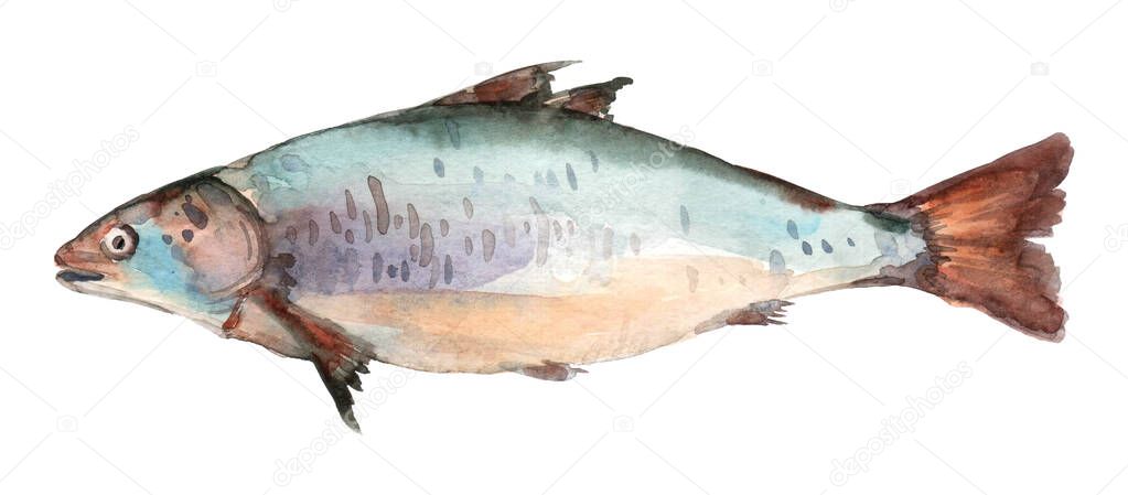 Watercolor hand drawn salmon fish. Isolated fresh seafood illustration on white background