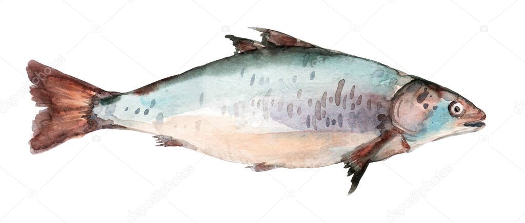 Rainbow trout fish whole isolated on a white background
