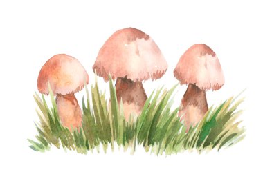 color illustration hand-drawn with watercolor pencils with three forest mushrooms of different sizes located next to each other as a family isolated on white background