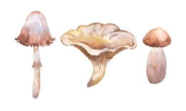 Set of watercolor forest mushrooms on white background. Amanitas, grebes, chanterelles and other wild mushrooms botanical illustration.