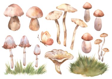 Mushrooms, grass and butterfly watercolor set elements. Template for decorating designs and illustrations.