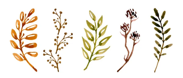 Большой Набор Природных Элементов Листья Ветви Травы Ручной Работы Акварелью — стоковое фото