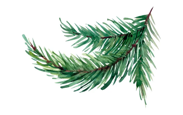 Watercolor Pine Branch Watercolor Illustration — Stock Photo, Image