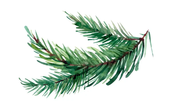Branch Fir Tree White Background Watercolor Illustration Hand Drawn Style — Stock Photo, Image