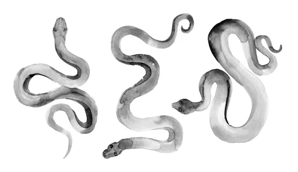 Conjunto Acuarela Serpiente Negra Ilustraciónsobre Blanco —  Fotos de Stock