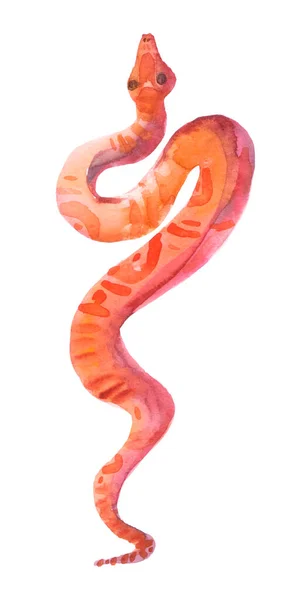 白い背景に孤立したサンゴのヘビの水彩画 赤い蛇の手描きイラスト — ストック写真