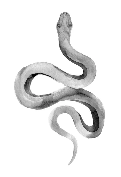 Halkalı Çim Yılanı Yılan Sürüngen Hayvanı Suluboya Gerçekçi Illüstrasyon — Stok fotoğraf