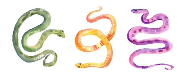 Serpientes Multicolores Acuarela Ilustración Aislado Sobre Fondo Blanco —  Fotos de Stock