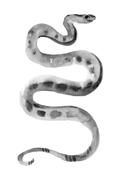 Watercolor Snakes Drawing Vintage Style Graphic Black White Viper Python — Stock Photo, Image