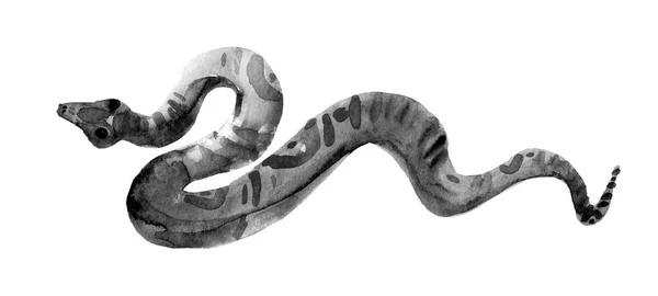 Disegno Acquerello Una Specie Vipera Velenosa Vipera Del Levante Rettile — Foto Stock