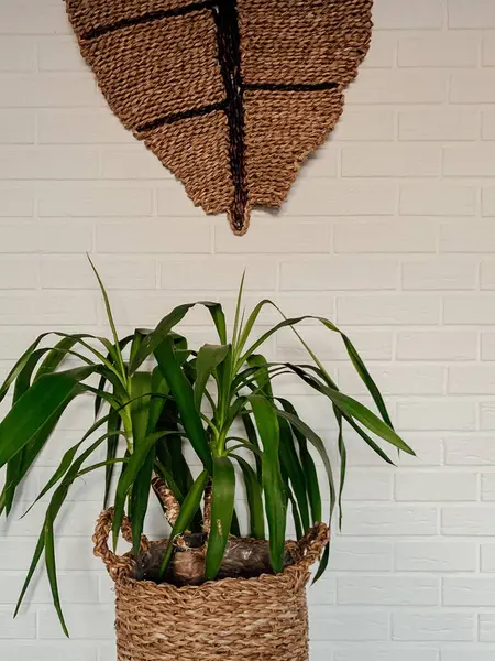 wicker basket with houseplant in white room