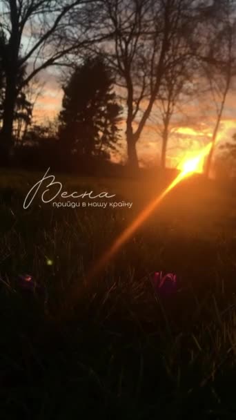 Beautiful Field Flower Sunset — Stock Video