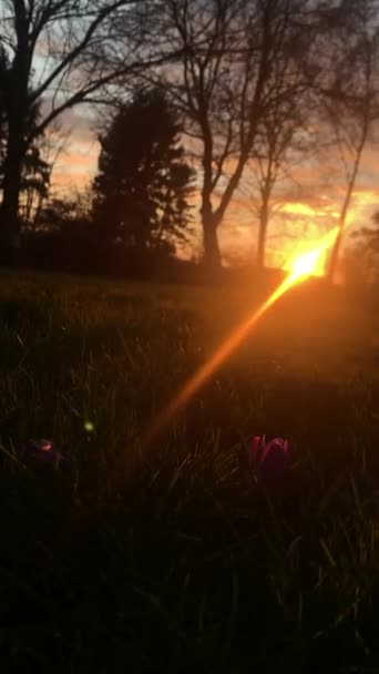 Schönes Feld Mit Blume Bei Sonnenuntergang — Stockvideo