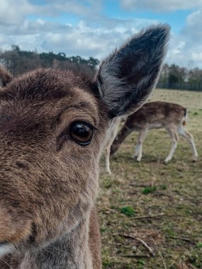 Vahşi doğada vahşi bir geyik