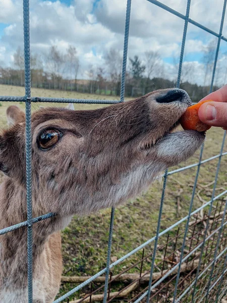 Vahşi doğada vahşi bir geyik