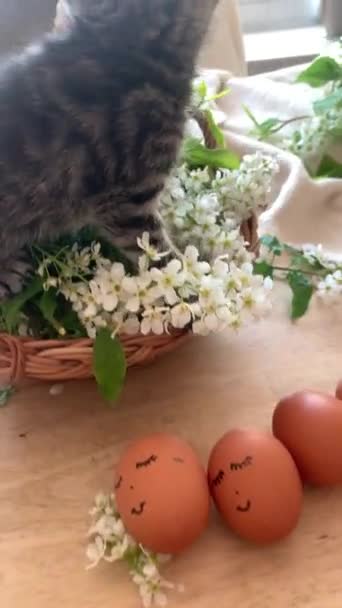 Πασχαλινά Αυγά Γάτας Καλάθι — Αρχείο Βίντεο