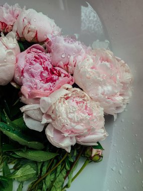 Yağmur damlalarının altında pembe şakayık