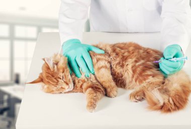 Genç ve güzel bir kedi bir doktor tarafından muayene ediliyor. Veterinerlik kavramı.