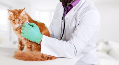 Genç ve güzel bir kedi bir doktor tarafından muayene ediliyor. Veterinerlik kavramı.