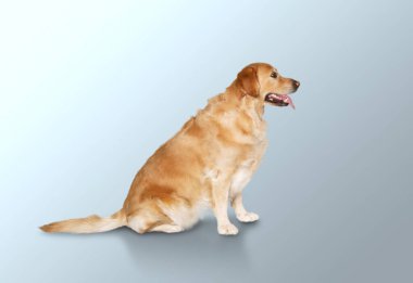 En iyi arkadaş. Tatlı köpek yavrusu ya da evcil hayvan pozu