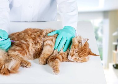 Genç ve güzel bir kedi bir doktor tarafından muayene ediliyor. Veterinerlik kavramı.