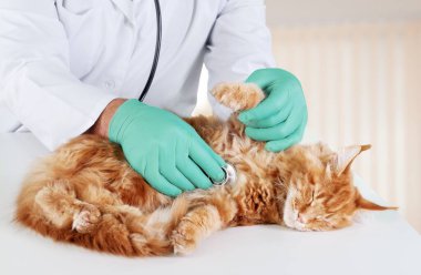 Veteriner doktor, veteriner kliniğindeki randevu sırasında steteskop kullanan tüylü kediyi dinliyor.