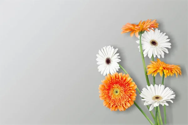 Свежие Красивые Цветы Светло Сером Фоне Стола — стоковое фото
