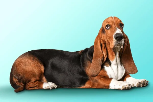 Melhor Amigo Bonito Cachorro Doce Cão Animal Estimação Posando — Fotografia de Stock