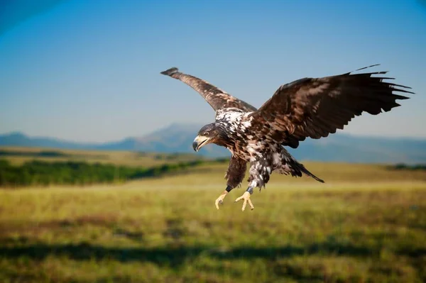 Flyvende Smukke Vilde Høg Fugl Naturen Baggrund - Stock-foto