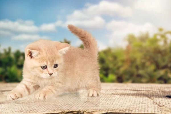 Adorable Lindo Gato Gatito Sentado Lado Maneras — Foto de Stock