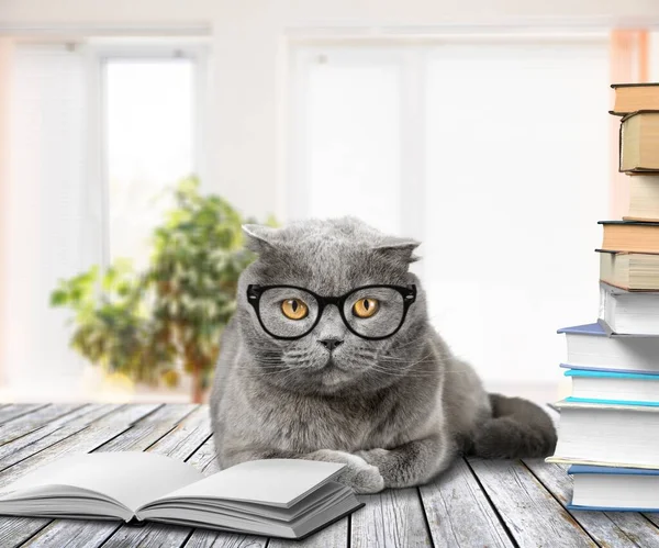 Lustige Süße Kleine Katze Liest Ein Buch Bildungskonzept — Stockfoto