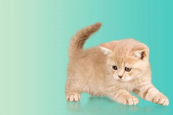 Uroczy Ładny Kot Kotek Siedzi Bocznych Drogach — Zdjęcie stockowe