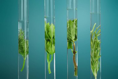 Şifalı bitkilerin ve çiçeklerin çözümü - Test tüplerindeki dekoratif nesneler-çiçekler