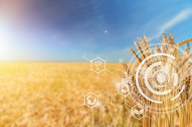 Arkaplanı bulanık buğday tarlası