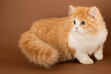 Kahverengi arka planda güzel kırmızı kedi