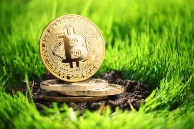 Bitcoin altın sikkesi yeşil çiçek tarhında. Kripto para birimi fikirleri ve gelecekteki teknoloji.