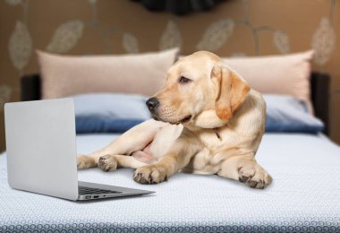 Evcil, sevimli köpek evde yatağında dizüstü bilgisayar arıyor..