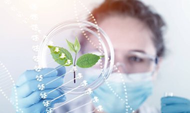 Filiz Laboratuvar Laboratuvar bitki tarım Ziraat analiz bilim adamı tutar