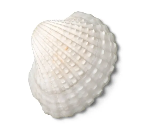 Décorations Coquillages Mollusques Marins Vie Sous Marine — Photo