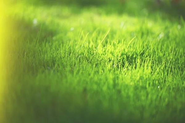 Świeża Zielona Trawa Naturalnych Zielonych Łąkach Wsi — Zdjęcie stockowe