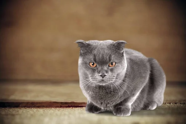 배경에 귀여운 회색짧은 고양이 — 스톡 사진