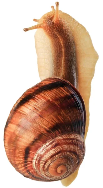 Caracol Isolado Sobre Fundo Branco — Fotografia de Stock