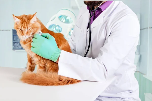 Veterinario Médico Examinando Gato Clínica —  Fotos de Stock