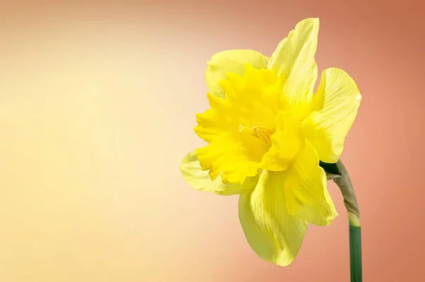 Krásné Čerstvé Květiny Květy Pastelovém Pozadí — Stock fotografie