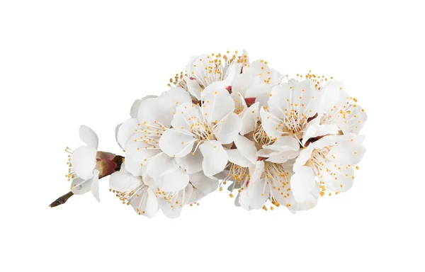 Beyaz Arka Planda Izole Bir Dalda Beyaz Kiraz Çiçeği — Stok fotoğraf