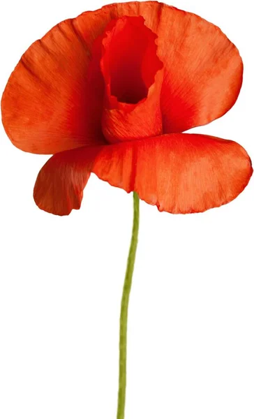 Beautiful Red Poppy Flower White Background — Stock Photo, Image